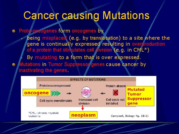 Cancer causing Mutations Proto-oncogenes form oncogenes by • being misplaced (e. g. by translocation)
