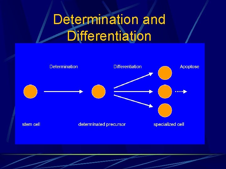 Determination and Differentiation 