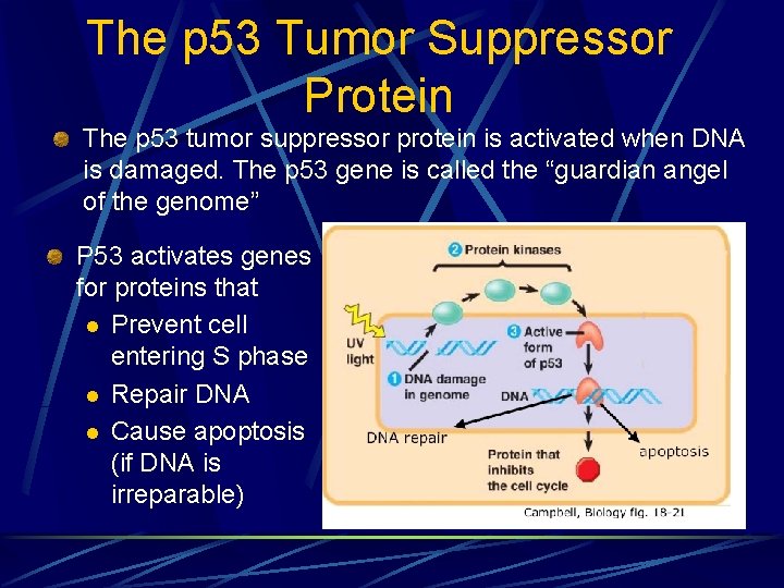 The p 53 Tumor Suppressor Protein The p 53 tumor suppressor protein is activated