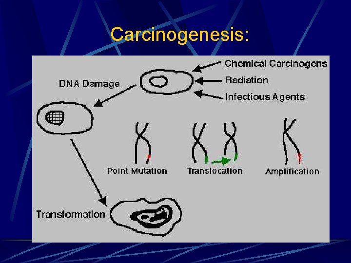Carcinogenesis: 