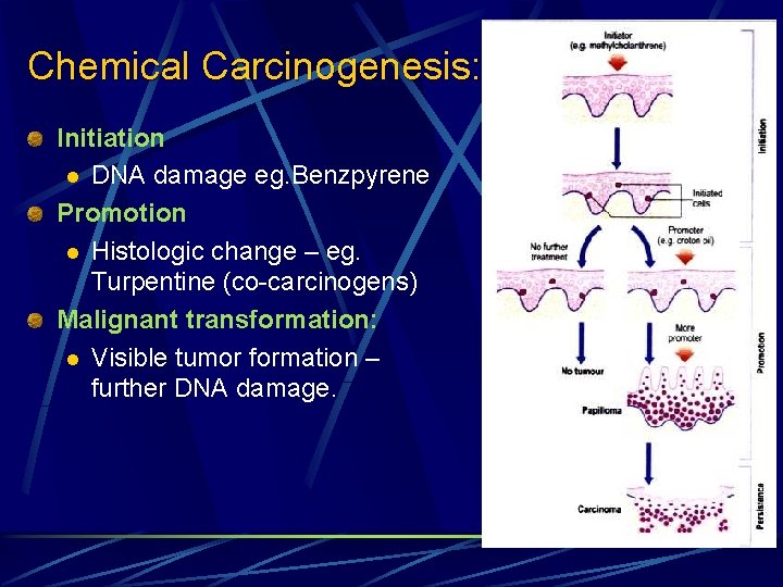 Chemical Carcinogenesis: Initiation l DNA damage eg. Benzpyrene Promotion l Histologic change – eg.