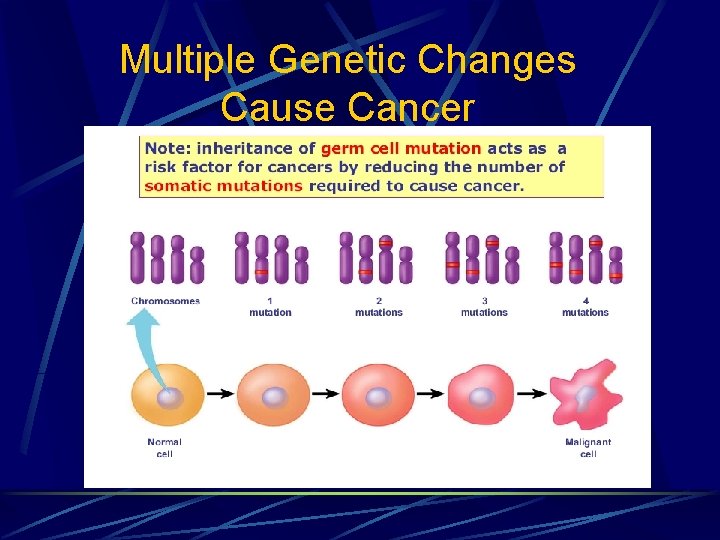 Multiple Genetic Changes Cause Cancer 