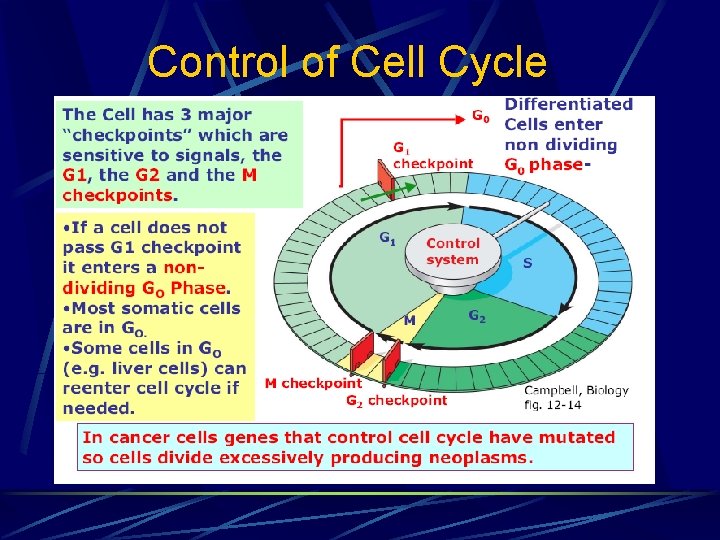 Control of Cell Cycle 