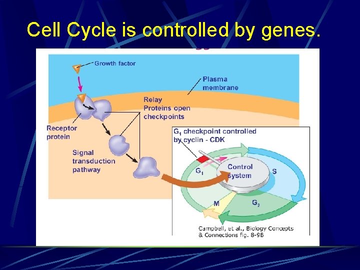 Cell Cycle is controlled by genes. 
