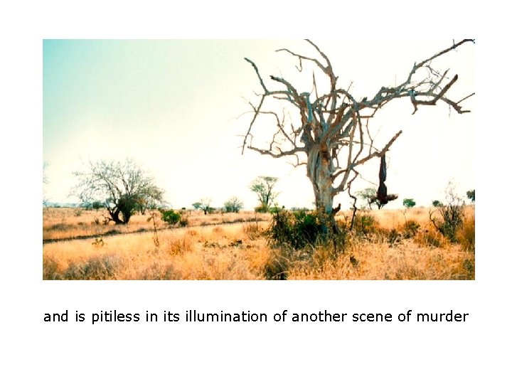 and is pitiless in its illumination of another scene of murder and is pitiless in its illumination of another scene of murder