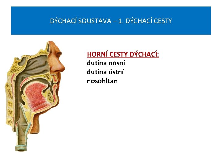 DÝCHACÍ SOUSTAVA – 1. DÝCHACÍ CESTY HORNÍ CESTY DÝCHACÍ: dutina nosní dutina ústní nosohltan