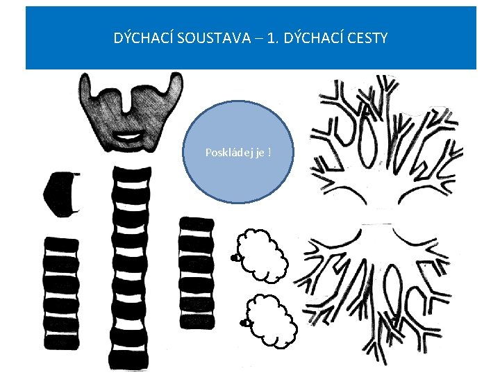 DÝCHACÍ SOUSTAVA – 1. DÝCHACÍ CESTY Poskládej je ! 