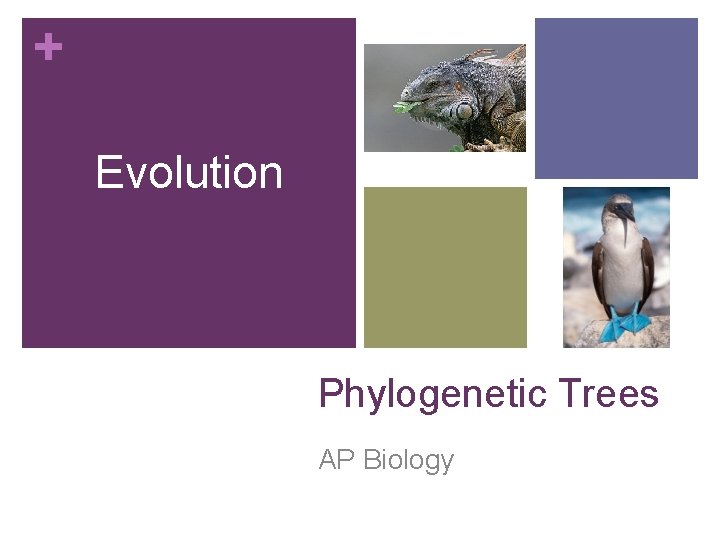 + Evolution Phylogenetic Trees AP Biology 