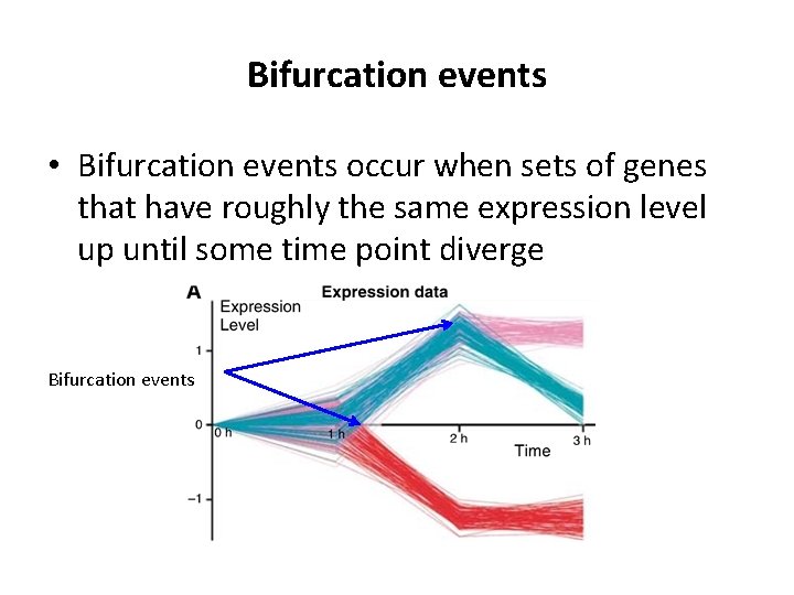 Bifurcation events • Bifurcation events occur when sets of genes that have roughly the