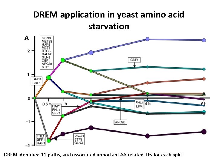 DREM application in yeast amino acid starvation DREM identified 11 paths, and associated important