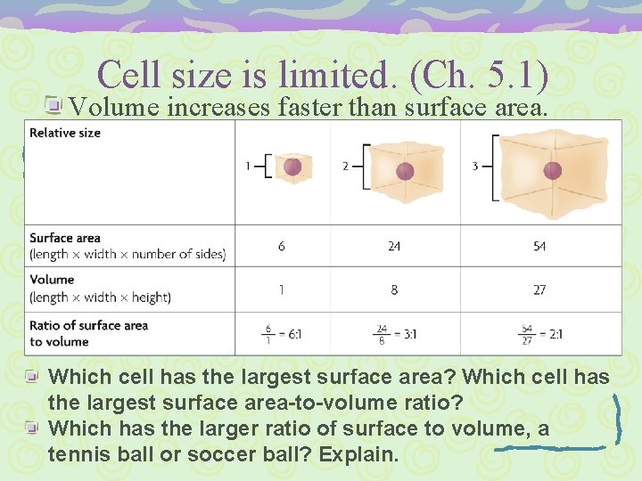 Cell size is limited. (Ch. 5. 1) Volume increases faster than surface area. Which