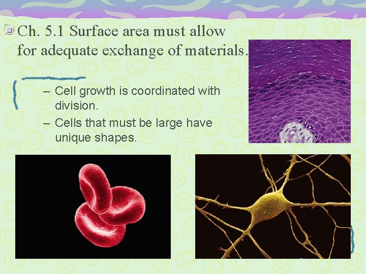 Ch. 5. 1 Surface area must allow for adequate exchange of materials. – Cell