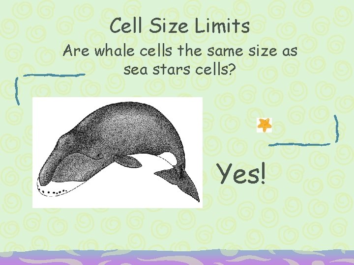 Cell Size Limits Are whale cells the same size as sea stars cells? Yes!