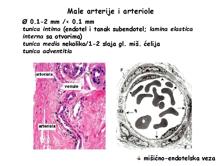 Male arterije i arteriole Ø 0. 1 -2 mm /< 0. 1 mm tunica Male arterije i arteriole Ø 0. 1 -2 mm /< 0. 1 mm tunica