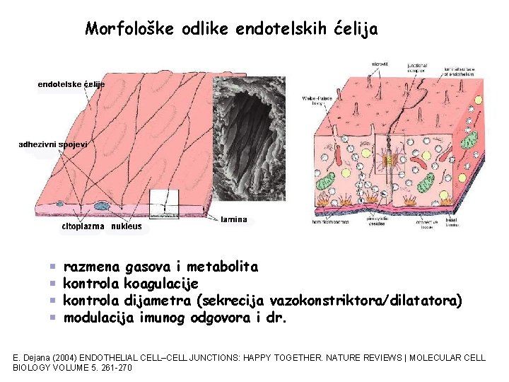 Morfološke odlike endotelskih ćelija razmena gasova i metabolita kontrola koagulacije kontrola dijametra (sekrecija vazokonstriktora/dilatatora) Morfološke odlike endotelskih ćelija razmena gasova i metabolita kontrola koagulacije kontrola dijametra (sekrecija vazokonstriktora/dilatatora)