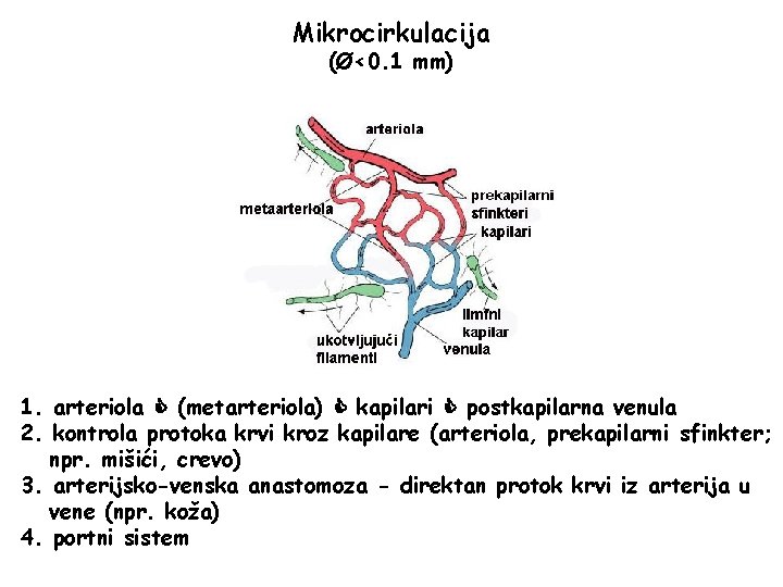 Mikrocirkulacija (Ø<0. 1 mm) 1. arteriola (metarteriola) kapilari postkapilarna venula 2. kontrola protoka krvi