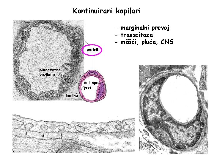 Kontinuirani kapilari - marginalni prevoj - transcitoza - mišići, pluća, CNS Kontinuirani kapilari - marginalni prevoj - transcitoza - mišići, pluća, CNS