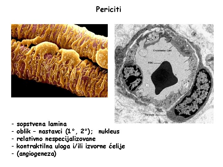 Periciti - sopstvena lamina oblik – nastavci (1°, 2°); nukleus relativno nespecijalizovane kontraktilna uloga Periciti - sopstvena lamina oblik – nastavci (1°, 2°); nukleus relativno nespecijalizovane kontraktilna uloga