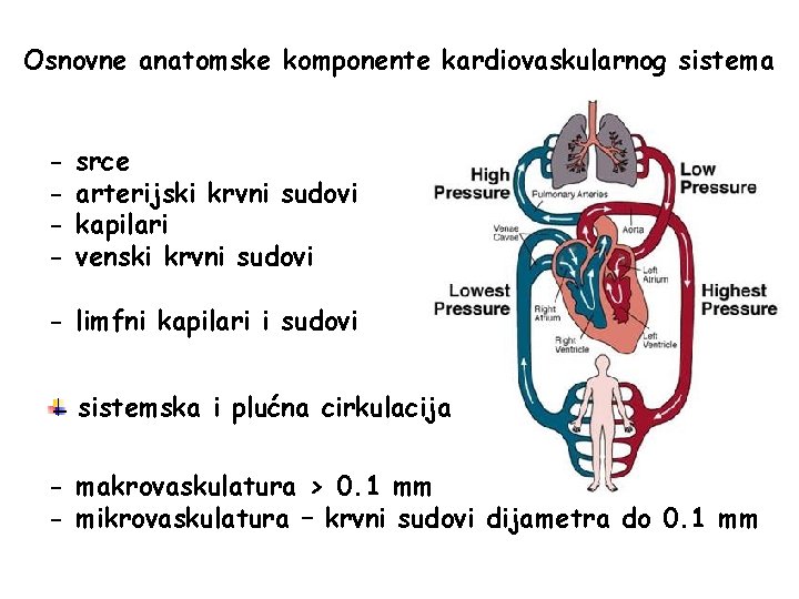 Osnovne anatomske komponente kardiovaskularnog sistema - srce arterijski krvni sudovi kapilari venski krvni sudovi