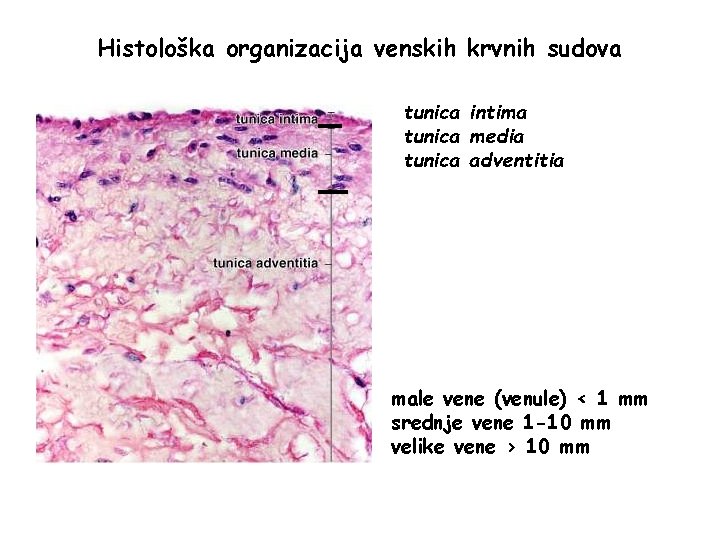 Histološka organizacija venskih krvnih sudova tunica intima tunica media tunica adventitia male vene (venule)