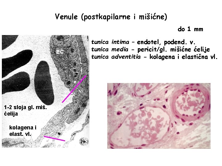 Venule (postkapilarne i mišićne) do 1 mm EĆ 1 -2 sloja gl. miš. ćelija