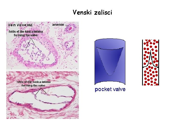 Venski zalisci 