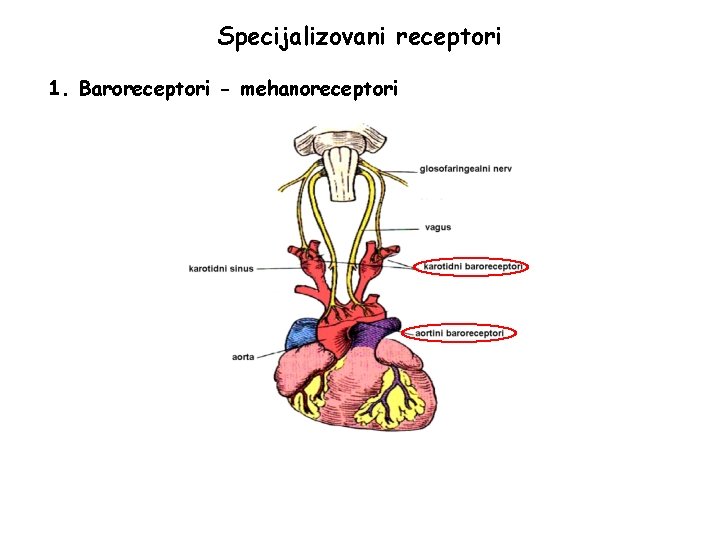 Specijalizovani receptori 1. Baroreceptori - mehanoreceptori 