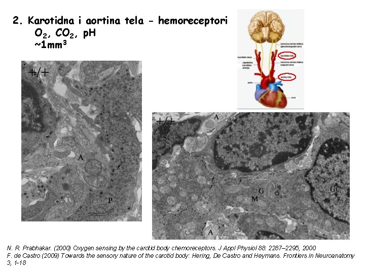 2. Karotidna i aortina tela - hemoreceptori O 2, CO 2, p. H ~1