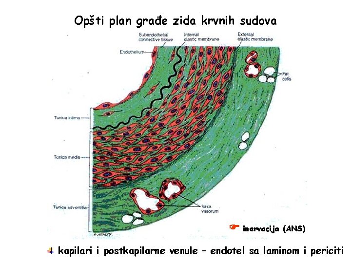 Opšti plan građe zida krvnih sudova inervacija (ANS) kapilari i postkapilarne venule – endotel