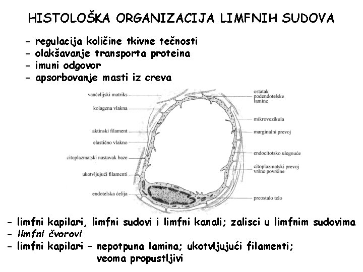 HISTOLOŠKA ORGANIZACIJA LIMFNIH SUDOVA - regulacija količine tkivne tečnosti olakšavanje transporta proteina imuni odgovor HISTOLOŠKA ORGANIZACIJA LIMFNIH SUDOVA - regulacija količine tkivne tečnosti olakšavanje transporta proteina imuni odgovor