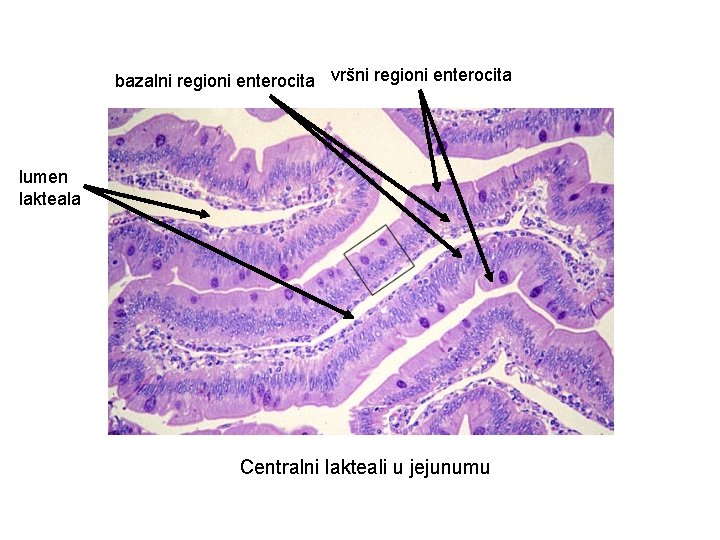 bazalni regioni enterocita vršni regioni enterocita lumen lakteala Centralni lakteali u jejunumu 