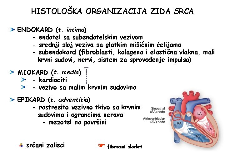 HISTOLOŠKA ORGANIZACIJA ZIDA SRCA ENDOKARD (t. intima) - endotel sa subendotelskim vezivom - srednji HISTOLOŠKA ORGANIZACIJA ZIDA SRCA ENDOKARD (t. intima) - endotel sa subendotelskim vezivom - srednji