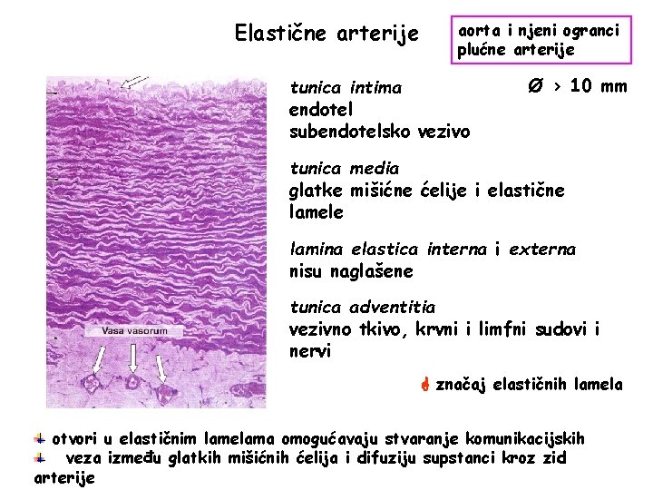 Elastične arterije aorta i njeni ogranci plućne arterije tunica intima endotel subendotelsko vezivo Ø