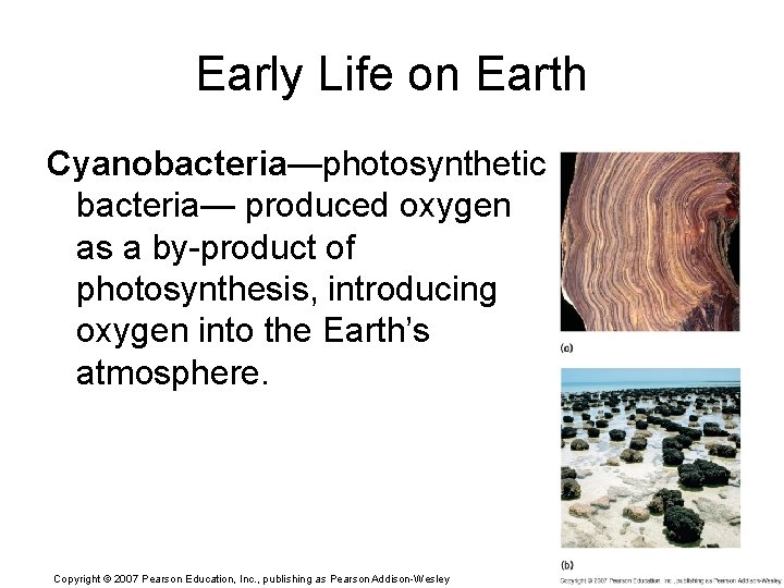 Early Life on Earth Cyanobacteria—photosynthetic bacteria— produced oxygen as a by-product of photosynthesis, introducing