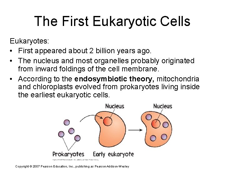 The First Eukaryotic Cells Eukaryotes: • First appeared about 2 billion years ago. •