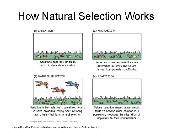 How Natural Selection Works Copyright © 2007 Pearson Education, Inc. , publishing as Pearson