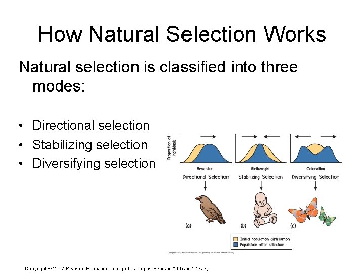 How Natural Selection Works Natural selection is classified into three modes: • Directional selection