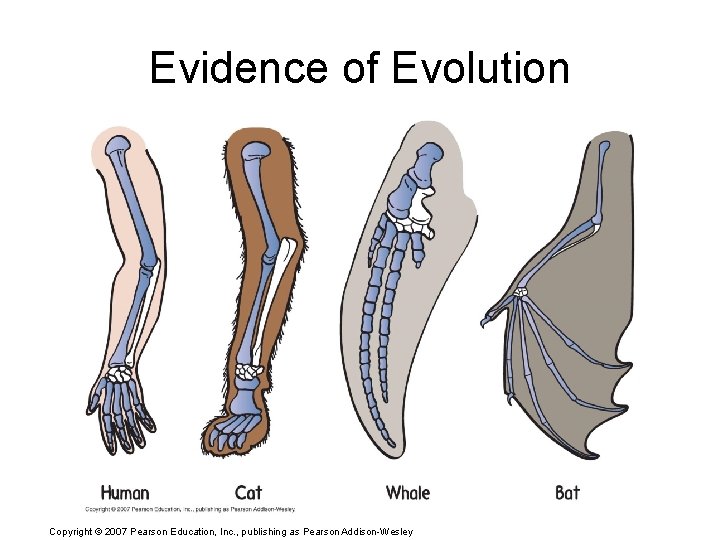 Evidence of Evolution Copyright © 2007 Pearson Education, Inc. , publishing as Pearson Addison-Wesley