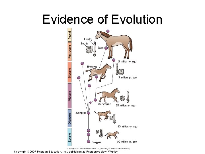 Evidence of Evolution Copyright © 2007 Pearson Education, Inc. , publishing as Pearson Addison-Wesley