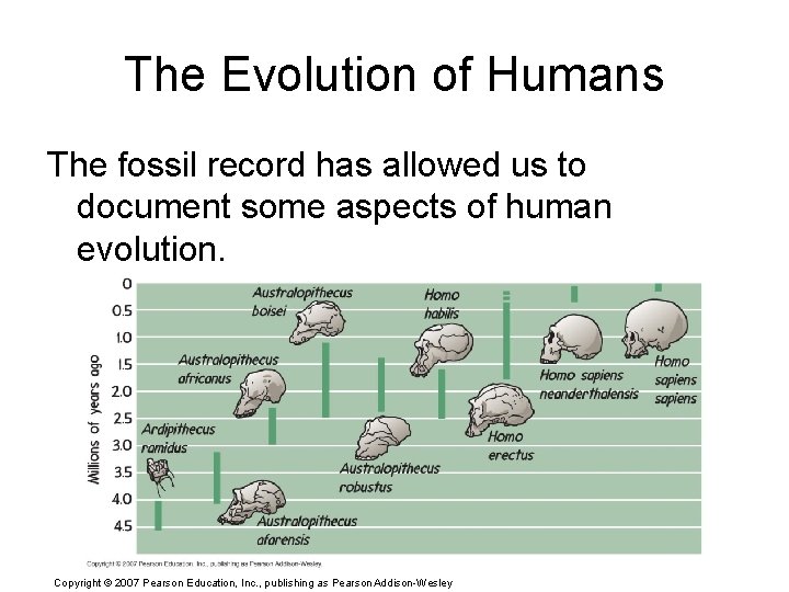 The Evolution of Humans The fossil record has allowed us to document some aspects