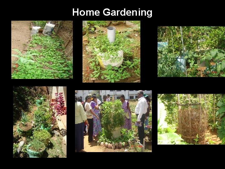 Home Gardening 