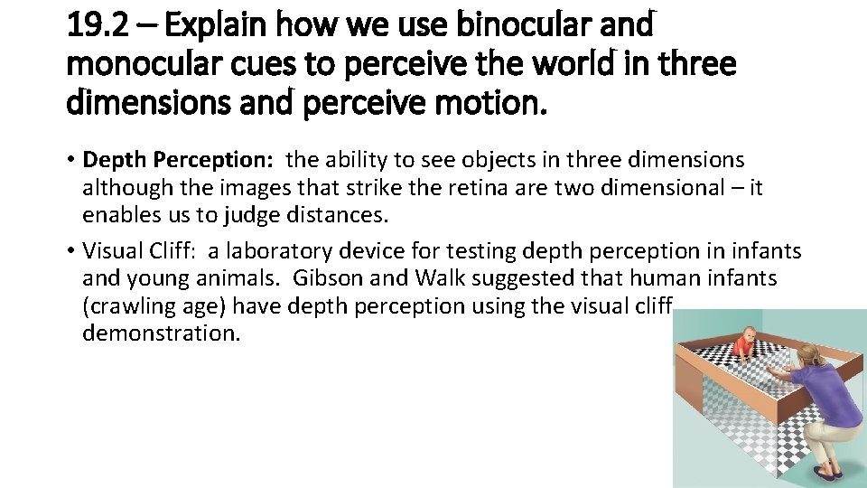 19. 2 – Explain how we use binocular and monocular cues to perceive the