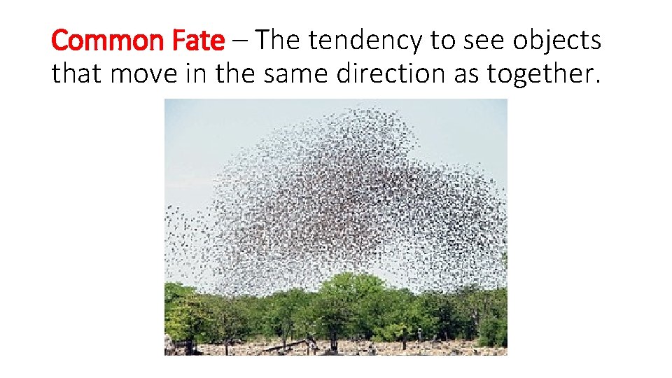 Common Fate – The tendency to see objects that move in the same direction