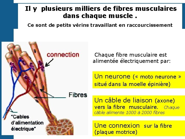  Il y plusieurs milliers de fibres musculaires dans chaque muscle. Ce sont de