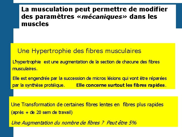 La musculation peut permettre de modifier des paramètres «mécaniques» dans les muscles Une Hypertrophie