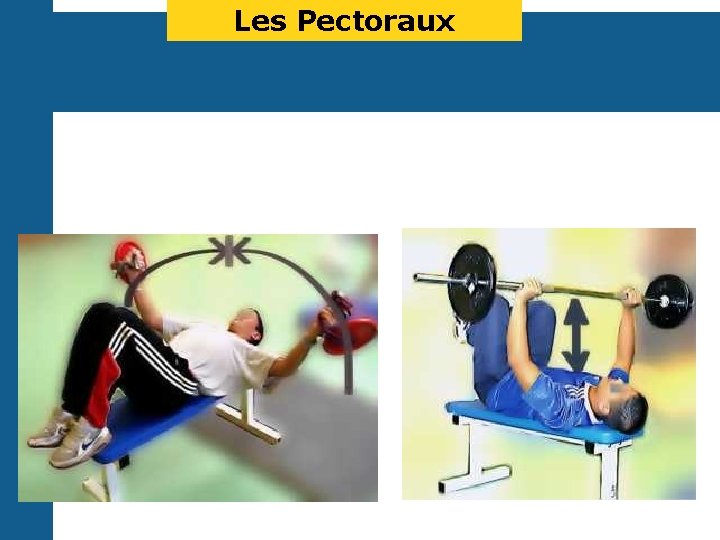 Les Pectoraux 