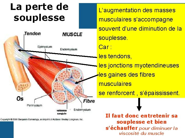 La perte de souplesse L’augmentation des masses musculaires s’accompagne souvent d’une diminution de la