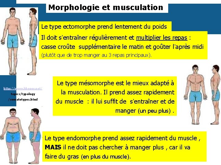 Morphologie et musculation Le type ectomorphe prend lentement du poids Il doit s’entraîner régulièrement