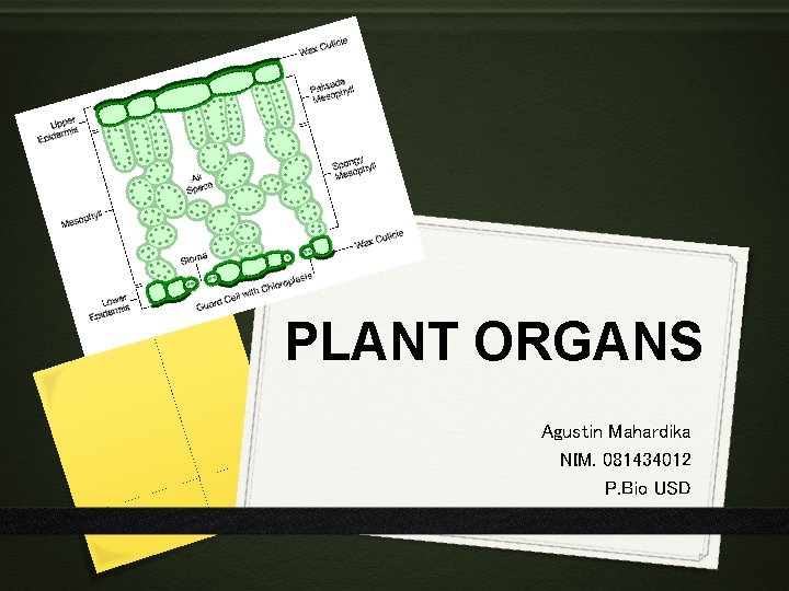PLANT ORGANS Agustin Mahardika NIM. 081434012 P. Bio USD 