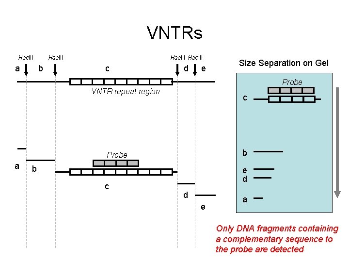 VNTRs Hae. III a Hae. III b Hae. III c d e Size Separation VNTRs Hae. III a Hae. III b Hae. III c d e Size Separation